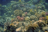 Een stukje van het mooie koraalrif