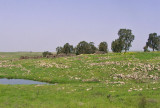 Golan hoogvlakte