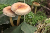 Hypholoma fasciculare - Gewone zwavelkop