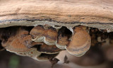 Ganoderma lipsiense - Platte tonderzwam