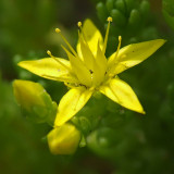 Sedum acre - Muurpeper