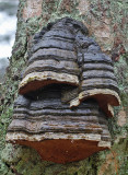Fomes fomentarius - Echte tonderzwam