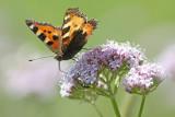 Kleine vos - Aglais urticae