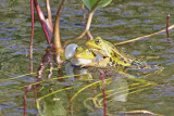 Groene kikker - Rana esculenta