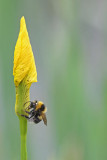 Iris pseudacorus - Gele lis