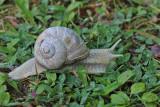 Wijngaardslak - Helix pomatia