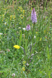 Dactylorhiza maculata subsp. maculata - Gevlekte orchis