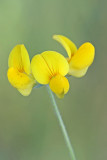 Lotus corniculatus - Gewone rolklaver