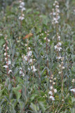 Pyrola rotundifolia - Rond wintergroen