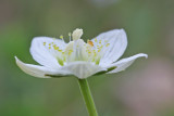Parnissia palustris - Parnassia 