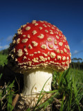 Red Funghi