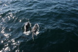 Dolphins 2