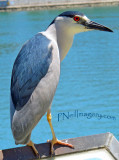 Harbor Bird