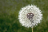 Dandelion at f/32