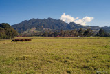 Cerro Punta horses.jpg