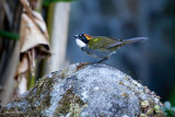 Chestnut-capped Brush-finch.jpg