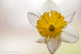 f/2 with 12mm extension tube