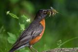 Robin and Mayflies!