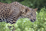 Sri Lankan Leopard