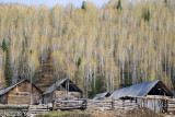 China (Xinjiang) - Silver Birch