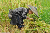 China (Guizhou) - Harvesting