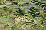 China (Guizhou) - Stooks In Recently Harvested Fields 
