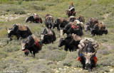 Nepal (Dolpo) - Pack Yaks Returning From Tibet