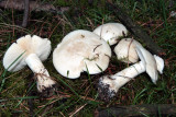 St Georges Mushrooms 8/5/11
