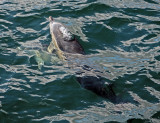 Loch Dunvegan dolphins 8