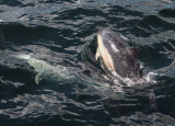 Loch Dunvegan dolphins 7