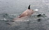 Minke Whale 3