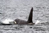 Orcas 2
