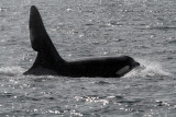 Orcas 4