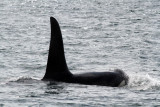 Orcas 5