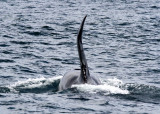Orcas 6