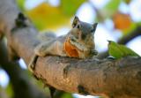 Chipmonks enjoy chippatis!