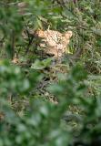 Headshot of Leopard