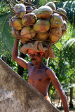 Coconut transporter