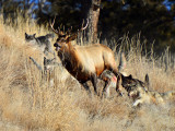 Yellowstone N.P. Elk/Wolves Feb 2012