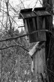 Bird Condos
