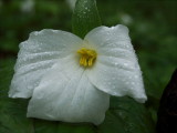 Trillium #2