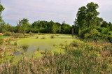 Wetland