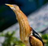 Least Bittern