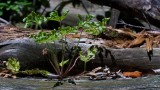 Woodpile