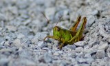 Grasshopper