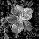 Wet Rose