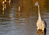 Great Blue Heron