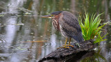 Green Heron