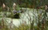 Landing