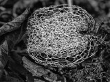 Pod